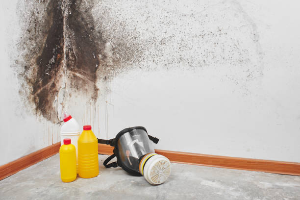 Crawl Space Mold Removal in Hoosick Falls, NY