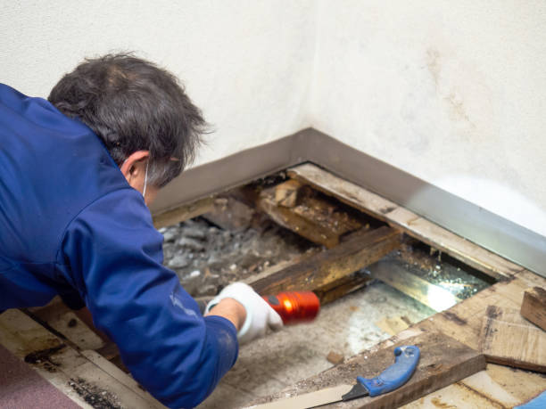 Best Mold Damage Repair  in Hoosick Falls, NY
