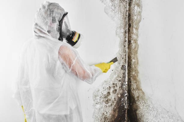 Best Residential Mold Removal  in Hoosick Falls, NY