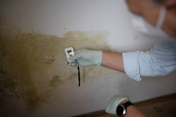 Certified Mold Removal in Hoosick Falls, NY