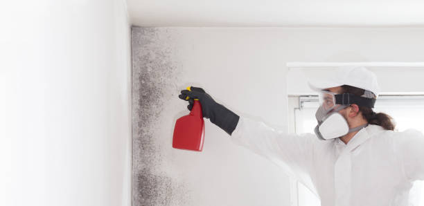 Best Emergency Mold Removal  in Hoosick Falls, NY