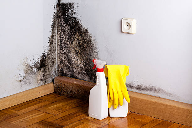 Best Crawl Space Mold Removal  in Hoosick Falls, NY